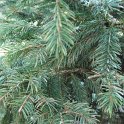 Picea abies rameau